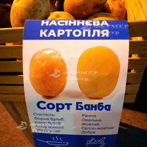 Банба - рання картопля 1 репродукції, 5 кг (Гермес) фото №3, цiна
